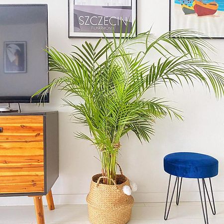 Apartament Monstera Дзивновек Экстерьер фото